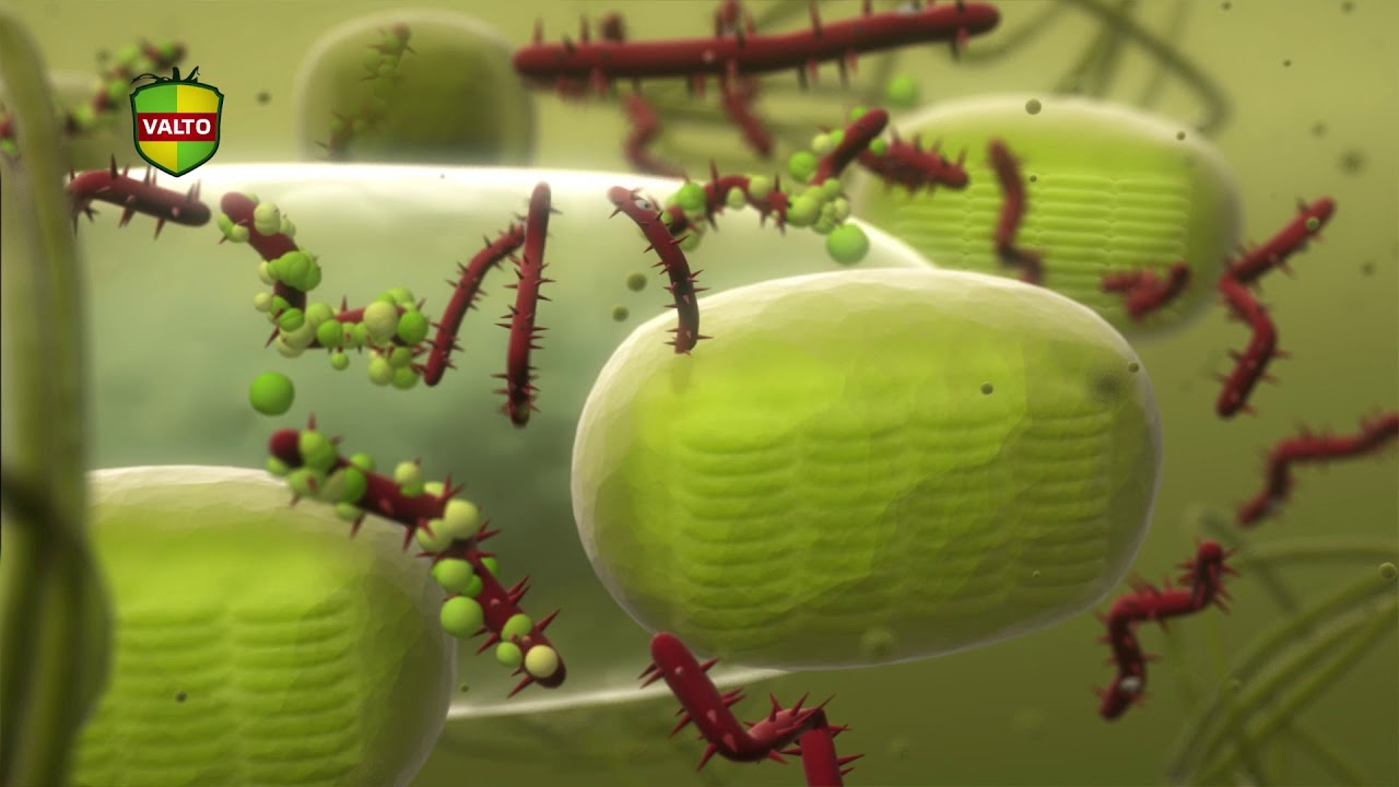 V10 | The solution against PepMV