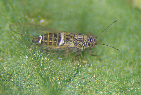 Potato/tomato psyllid