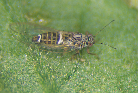 Psylle de la pomme de terre/tomate