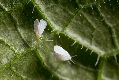Navigating the Whitefly Battle