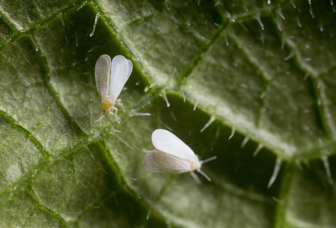 Navigating the Whitefly Battle