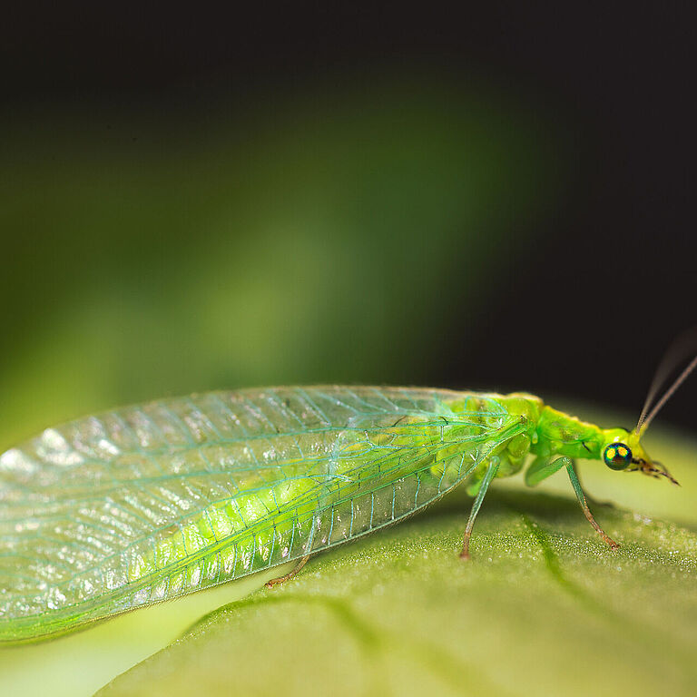 Chrysoperla carnea stade adulte
