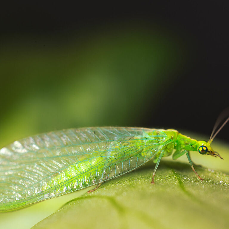 Chrysoperla carnea stade adulte