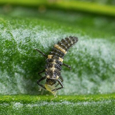 Coleomegilla maculata, stade larvaire 3