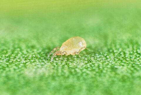 Neoseiulus cucumeris
