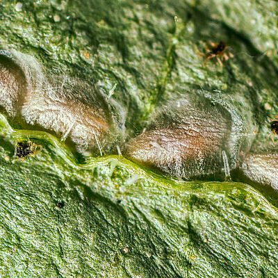 Feltiella acarisuga au stade de la pupe