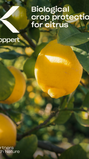 Citrus crop brochure