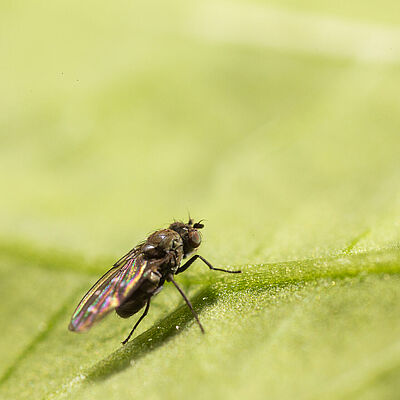 Shore fly Scatella stagnalis Adult