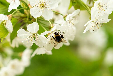 Pollinisation en plein champ
