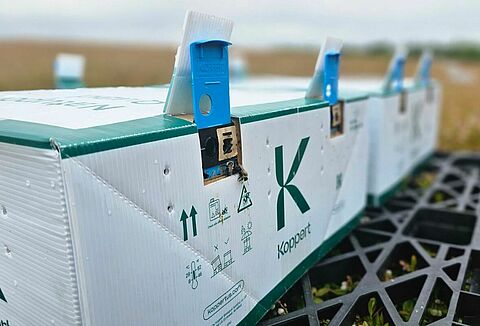 POLLINISATION DES CULTURES FRUITIÈRES PAR LES BOURDONS AU CANADA