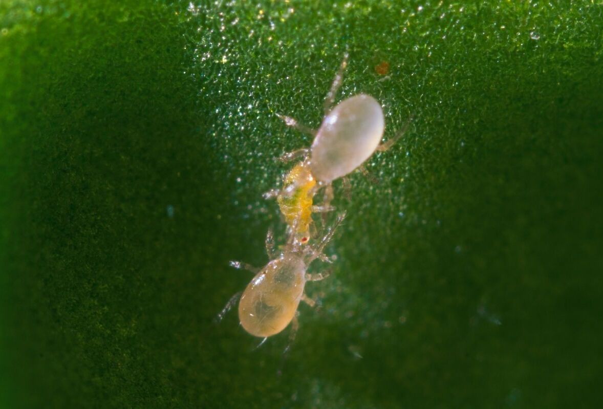 Using Predatory Mites, but still having Thrips Issues? Close the Gap in your Thrips Control Program