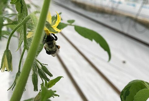 How Does Buzz Pollination Work?