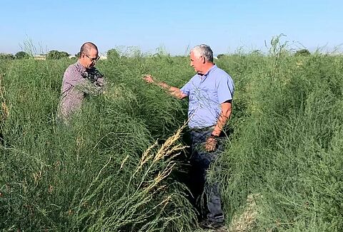 Using Casea for a healthier and safe asparagus