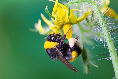 Check-list de pollinisation