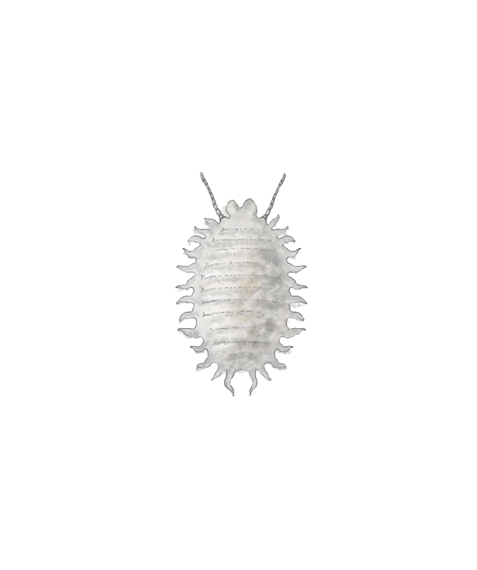 Planococcus citri third instar nymph