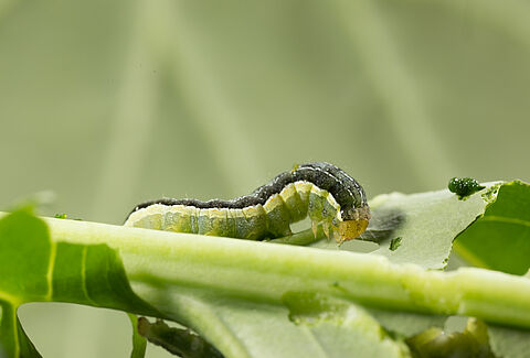 Noctuelle du chou