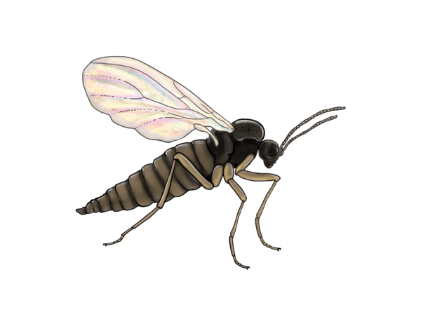 Flies - Biocontrol, Damage and Life Cycle