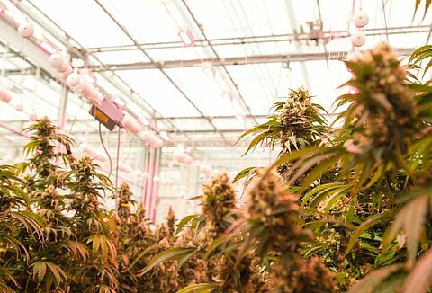 Do you think you have Cannabis Pests?