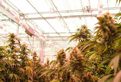 Do you think you have Cannabis Pests?