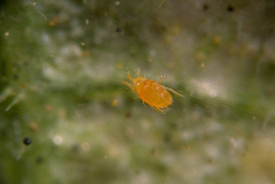 Two Spotted Spider Mite in diapause  