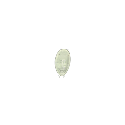 Greenhouse whitefly Trialeurodes vaporariorum second instar larva