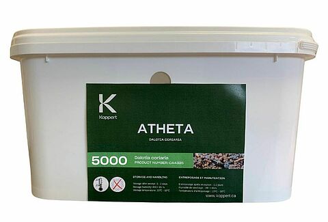 Atheta