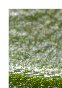 FAQ Spidex Vital - © Koppert Biological Systems FAQ Spidex Vital