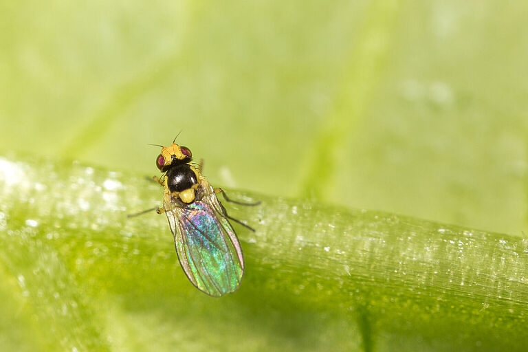 Adult form of the Tomato leaf miner Liriomyza bryoniae