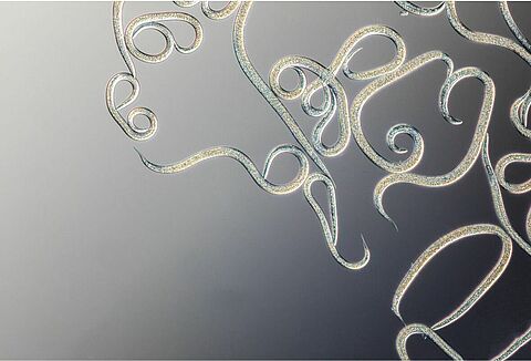 POURQUOI CHOISIR DES SOLUTIONS BIOLOGIQUES VIVANTES POUR REMPLACER LES PESTICIDES TRADITIONNELS?