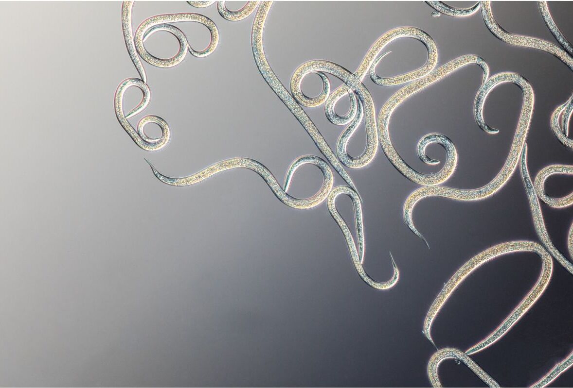 Replace Conventional Pesticides With Natural Alternatives