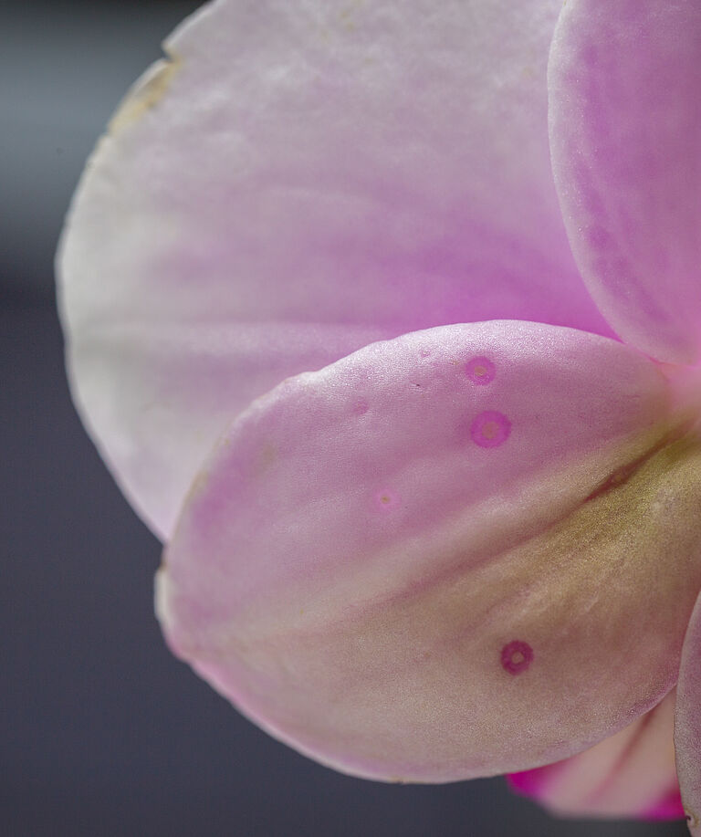Western Flower Thrips Frankliniella occidentalis damage on phalaenopsis