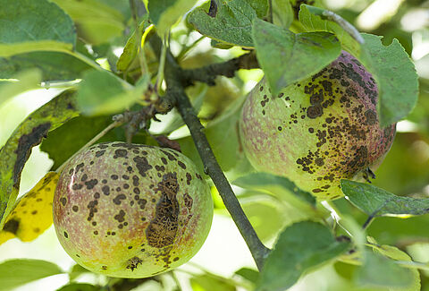 Apple scab