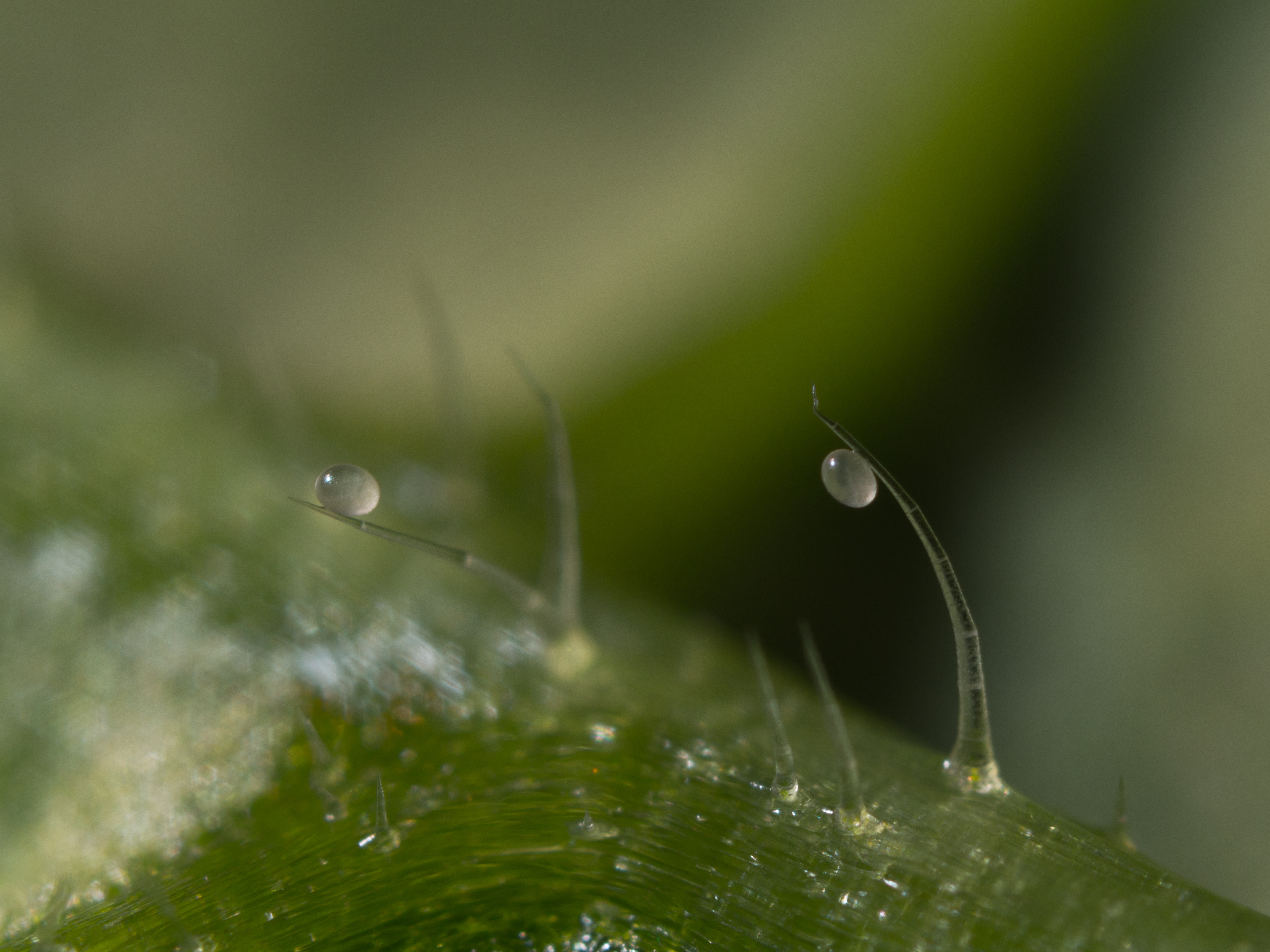 Swirskii eggs on leaf hairs