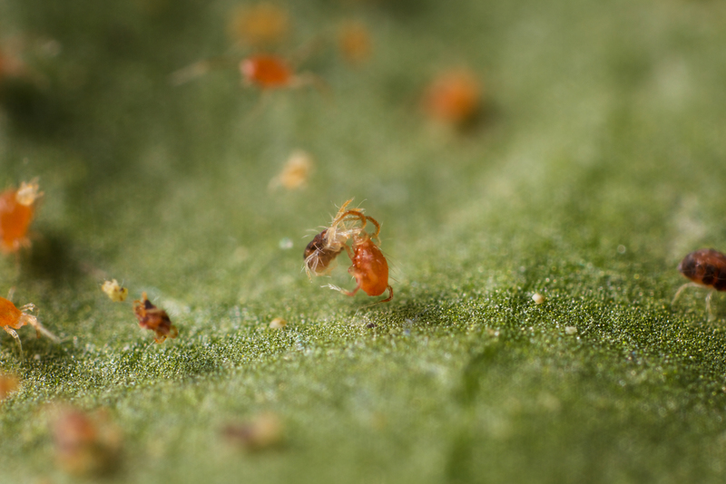 Phytoseiulus persimilis fighting with a Two Spotted Spider Mite 
