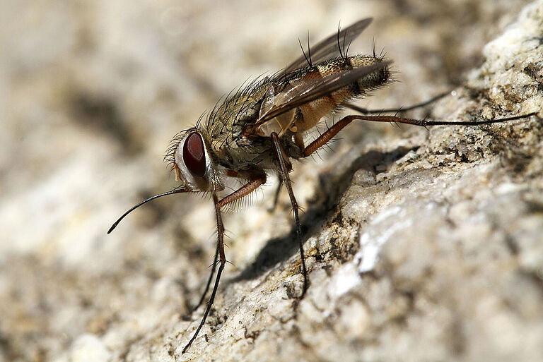 Stable fly Stomoxys spp