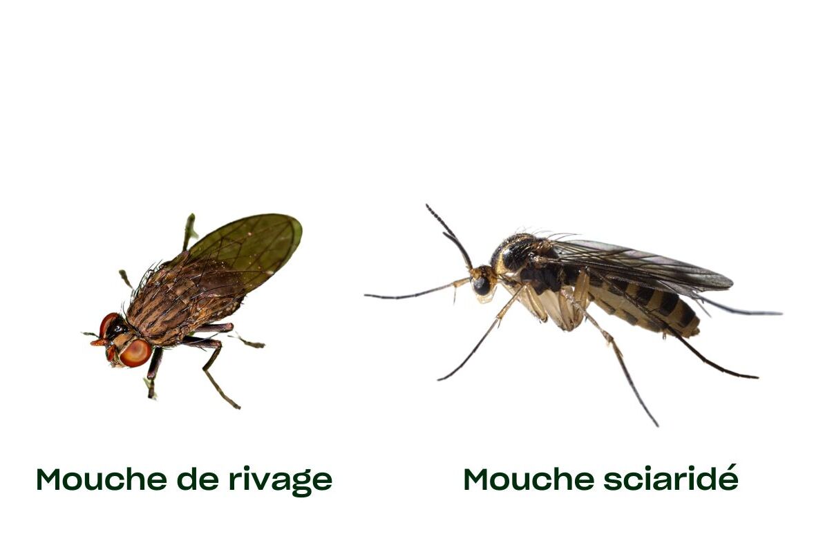 Le guide complet de lutte contre les mouches de terreaux (mouches sciarides) et les mouches des rivages