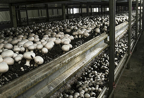 Champignon