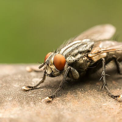 Housefly Musca domestica Adult
