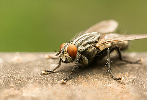 Mouche domestique