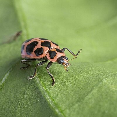 Adulte de Coleomegilla maculata