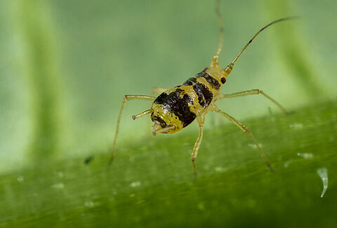 Mottled arum aphid