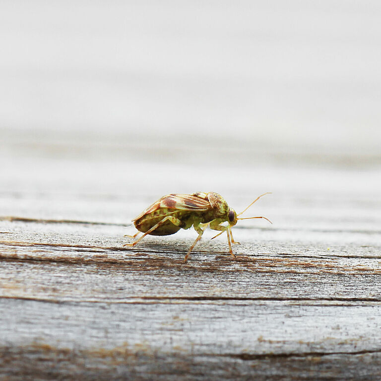 Tarnished plant bug Lygus lineolaris