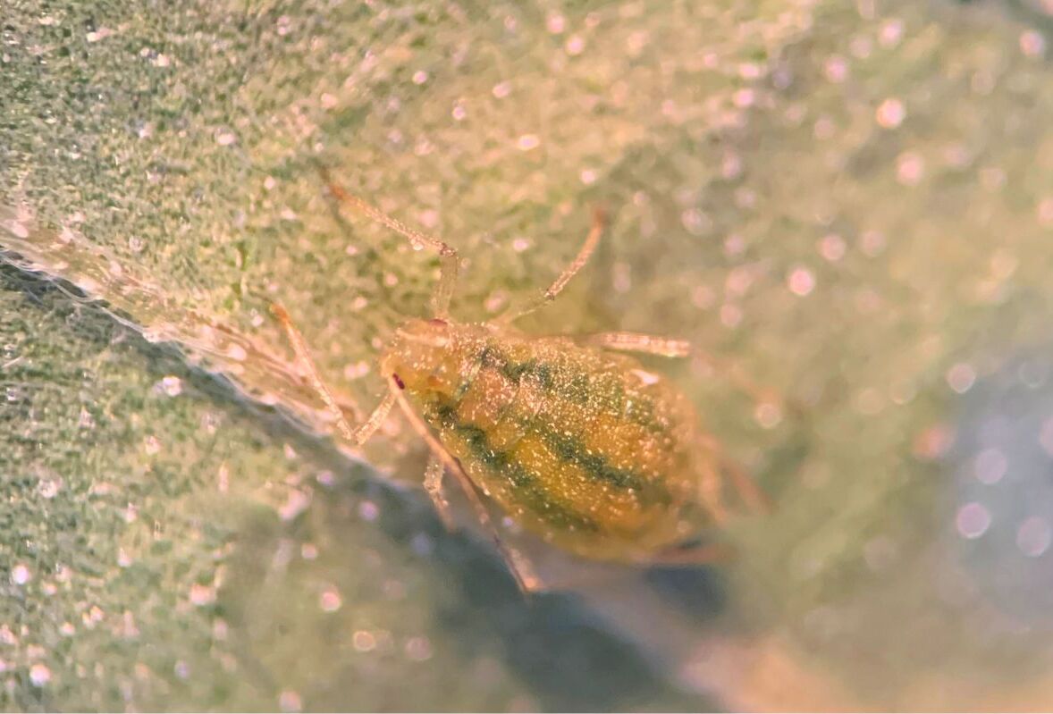 Six Ways to Identify the Cannabis Aphid