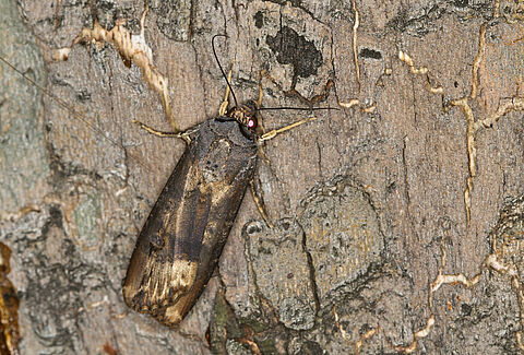 Noctuelles