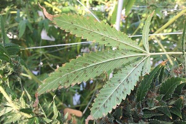 Cannabis Aphid Prevention Strategies | Koppert Canada