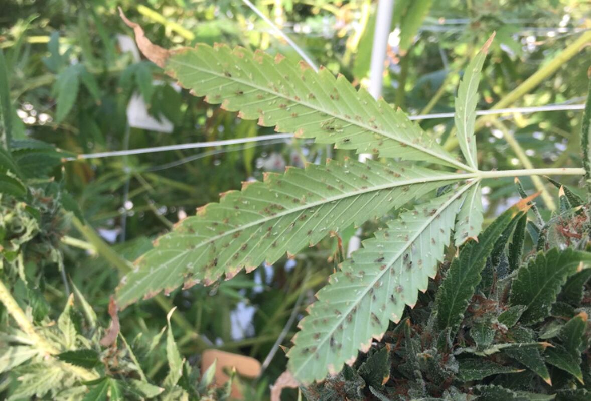 Stratégies de prévention des pucerons du cannabis