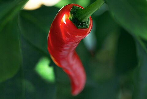 Piments