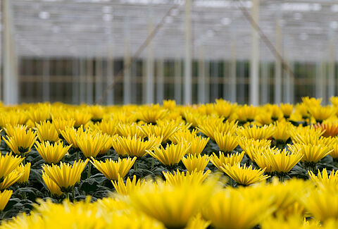 Chrysanthème