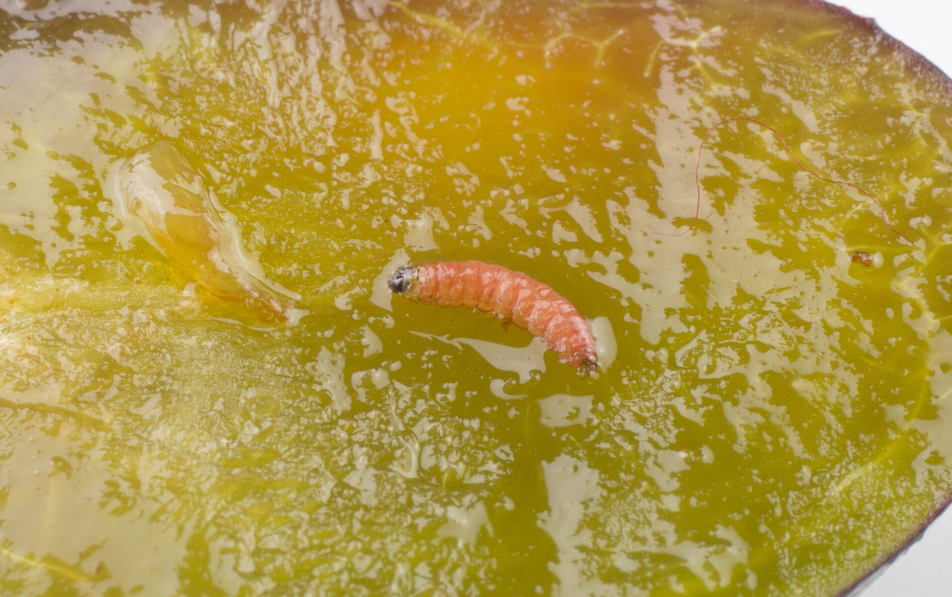 PMRA Label Trianum-G