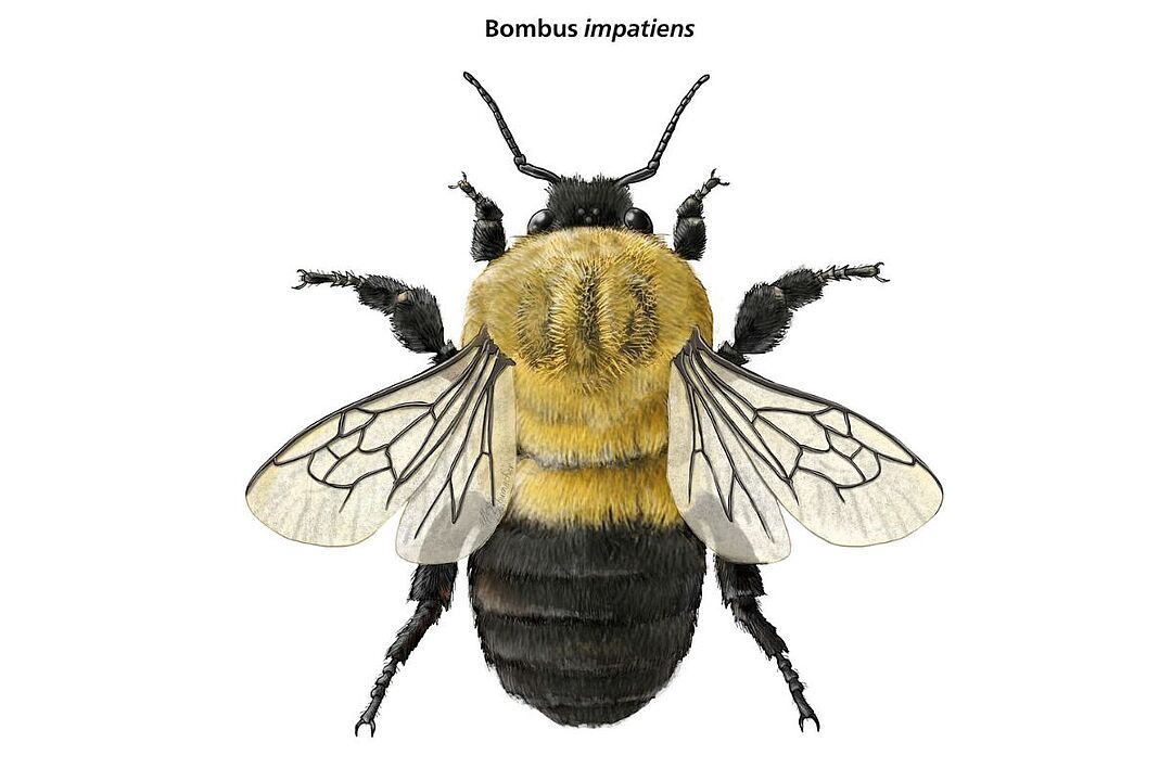 Bumblebee Pollination Information For Canadian Fruit Crops